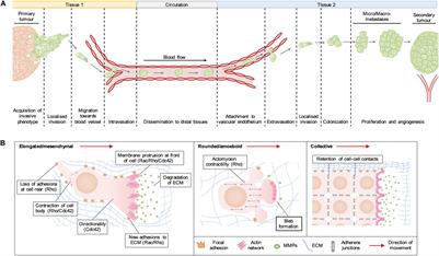 Frontiers Targeting Rho GTPase Signaling Networks In Cancer